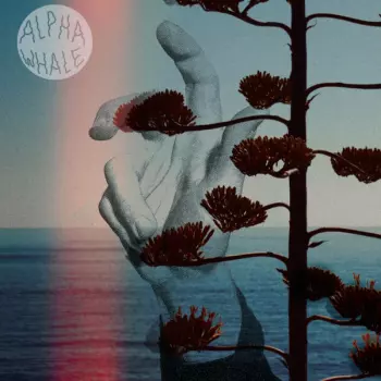 Alpha Whale