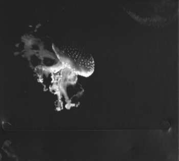 CD Amaral: Nocturnal (Solar Sessions)