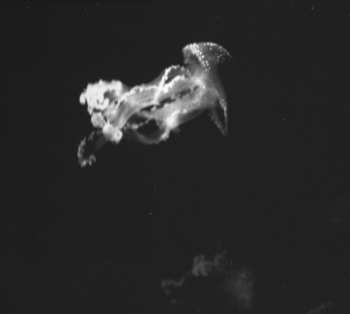 CD Amaral: Nocturnal (Solar Sessions)