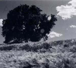 CD Ancestors: Invisible White