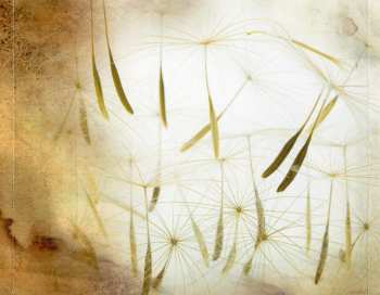 CD Andrew Kinsella: Evolution