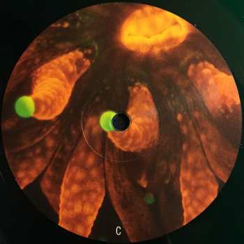 2LP Animal Collective: Tangerine Reef LTD | CLR