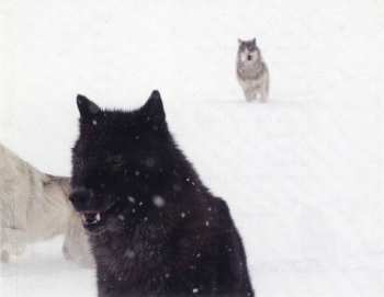 CD Armand Amar: La Jeune Fille Et Les Loups