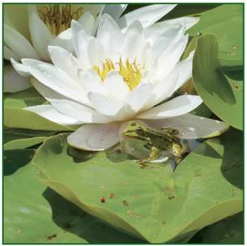 Album Barry Guy: Frogs