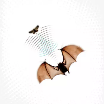Echolocation