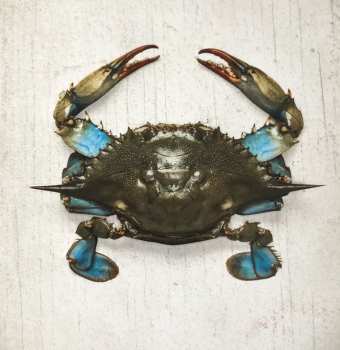 CD Clutch: Book Of Bad Decisions DIGI