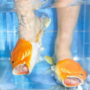 LP Brockhoff: Sharks