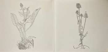 LP Cheval De Frise: Fresques Sur Les Parois Secrètes Du Crâne CLR