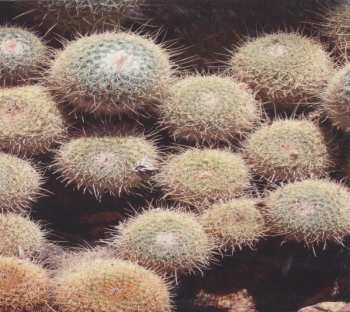 CD Donovan's Brain: Turned Up Later