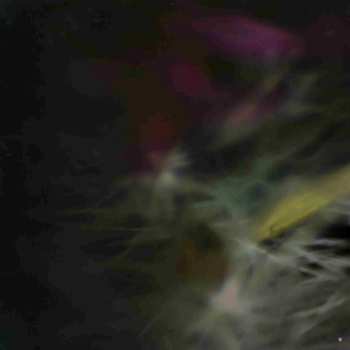 LP Duane Pitre: Feel Free: Live At Cafe OTO CLR