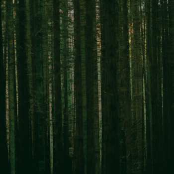 Album The Paper Kites: Evergreen