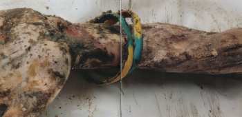 CD Hate Forest: Justice