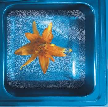 Album June Star: How We See It Now