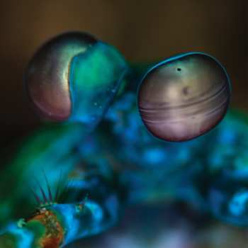 Album Melvin Gibbs: Amasia: Anamibia Sessions 2