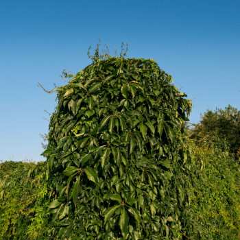 CD Mike Majkowski: August