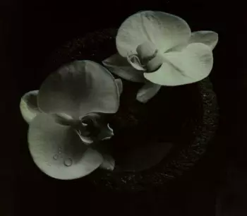 Mike Patton: Corpse Flower