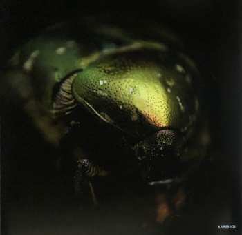 CD Ossicles: Mantelpiece