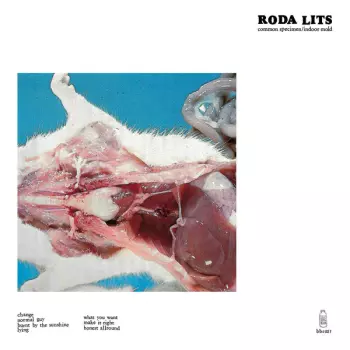 Roda Lits: Common Specimen / Indoor Mold
