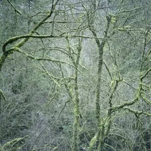 Dust And Chimes