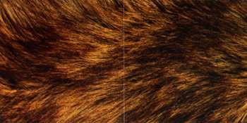 CD This Will Destroy You: Young Mountain