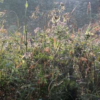 2LP Trupa Trupa: Jolly New Songs