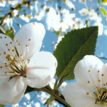 CD Various: Primavera (Selected By Jose Maria Ramon)