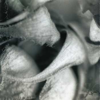 2CD Vidna Obmana: The River Of Appearance