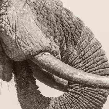 Album White Elephant: World Elephant Day